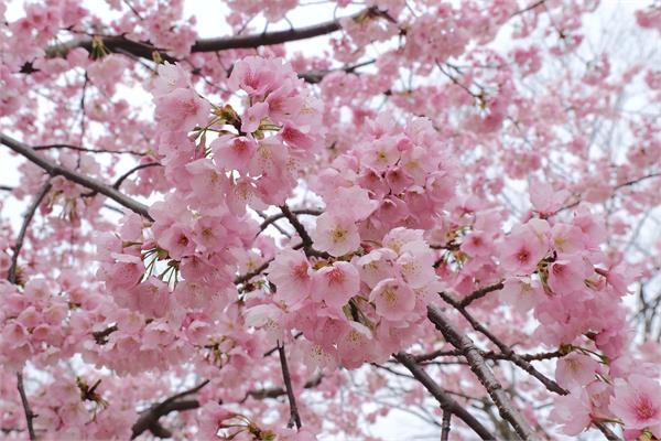 شکوفه های زیبای بهاری